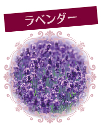 Lavender_w
