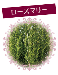 Rosemary_w