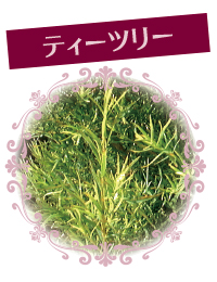 Teatree_w