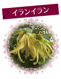 Ylang_w